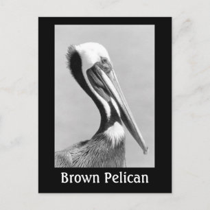 Carte Postale Brown Pelican