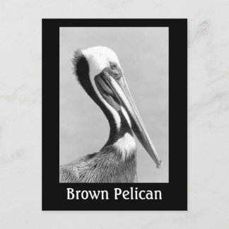Carte Postale Brown Pelican