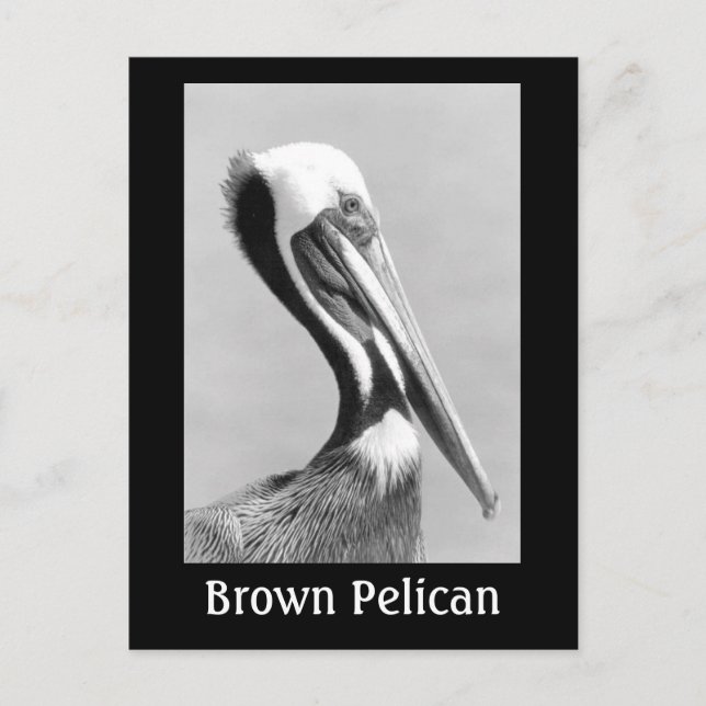 Carte Postale Brown Pelican (Devant)