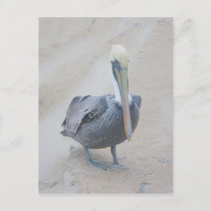 Carte postale Brown Pélican #2 OBX