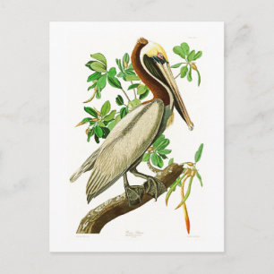 Carte Postale Brown Pélican John James Audubon Oiseaux d'Amériqu