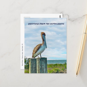 Carte Postale Brown Pelican Outer Banks NC Postcard