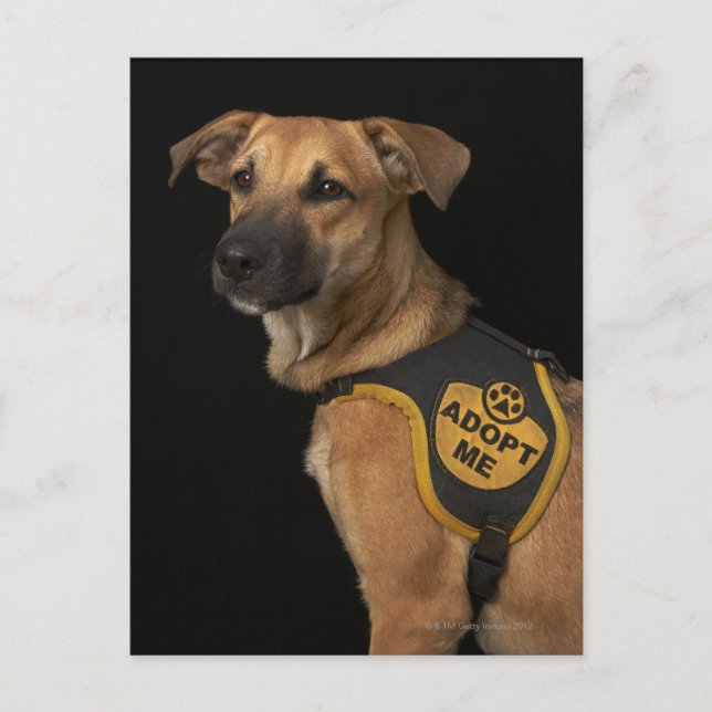 Carte Postale Brown rescue dog with adopt vest (Devant)