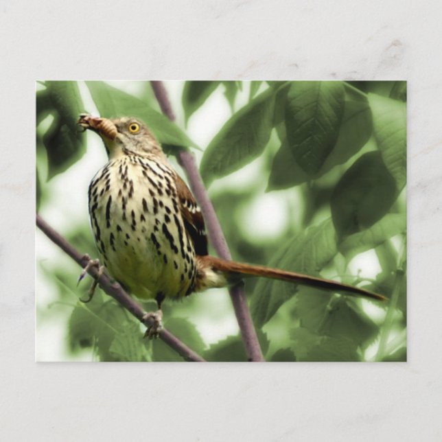 Carte postale Brown Thrasher (Devant)