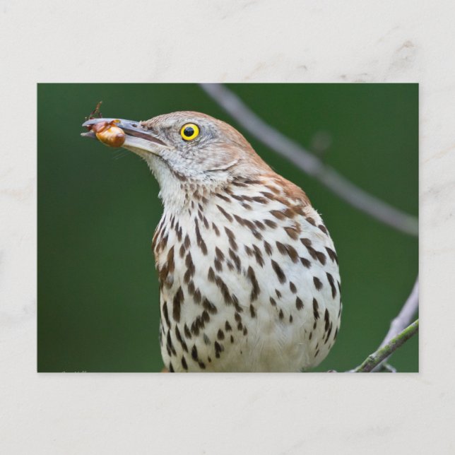 Carte Postale Brown Thrasher avec / Catch Of The Day Cadeaux Vêt (Devant)