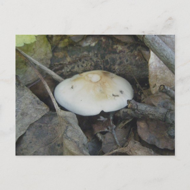 Carte postale Brown Top Musroom (Devant)