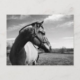 Carte Postale Brownstead Stallion