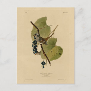Carte Postale Bruant à couronne blanche - Audubon's Birds of Ame