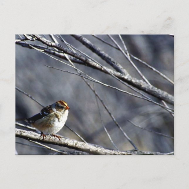 Carte Postale Bruant à couronne blanche femelle (Devant)
