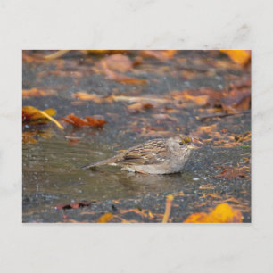 Carte Postale Bruant à couronne dorée