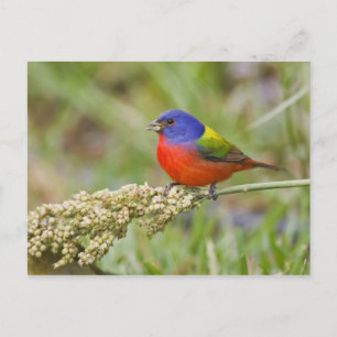 Carte Postale Bruant à tête noire (Passerina ciris) mâle en trai