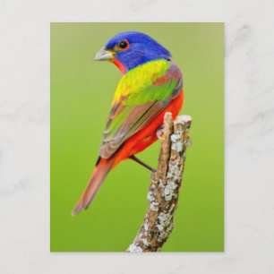 Carte Postale Bruant à tête rose (Passerina ciris) Mâle perché