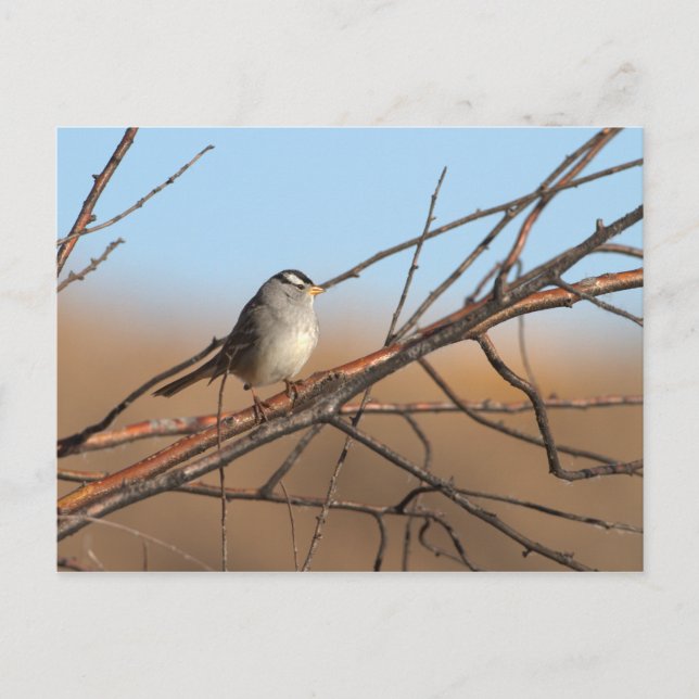 Carte Postale Bruant blanc couronné sur un bâton (Devant)