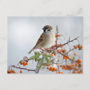 Carte Postale Bruant d'arbre eurasien en hiver
