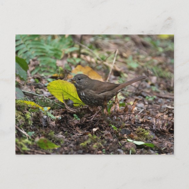 Carte Postale Bruant fauve (Devant)