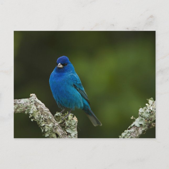 Carte Postale Bruant indigo, Passerina cyanea, Côtiers (Devant)