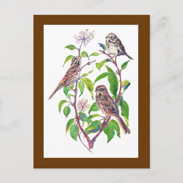 Carte Postale Bruants, Oiseaux mignons, Nature, Faune (Devant)