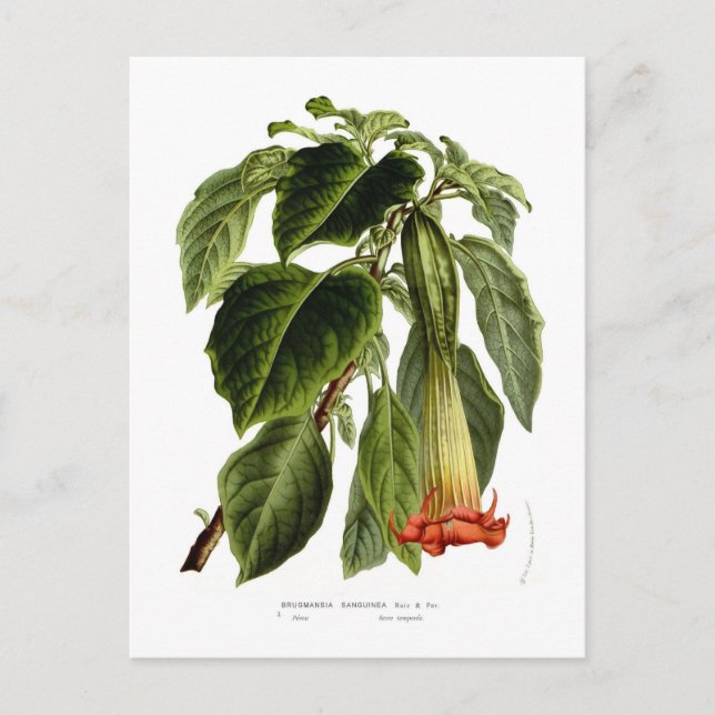Carte Postale Brugmansia sanguinea (trompette d'Angel) (Devant)
