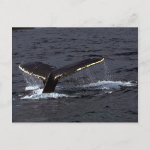 Carte Postale Bruit de baleines à bosse (luges de queue)/Éclaira