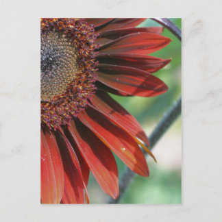 Carte Postale Brûlé Orange Tournesol Pétales Nature