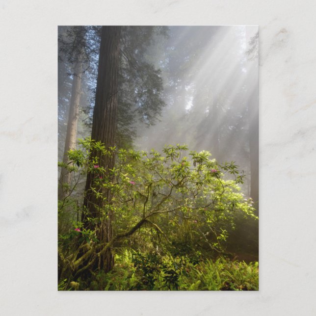 Carte Postale Brume matinale sur Rhododendron (Devant)
