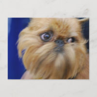 Carte postale Brussels Griffon Dog