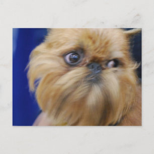 Carte postale Brussels Griffon Dog