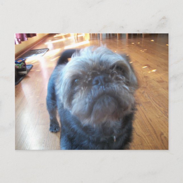 Carte Postale Bruxelles Griffon (Devant)