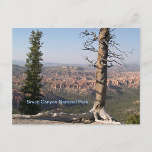 Carte Postale Bryce Canyon