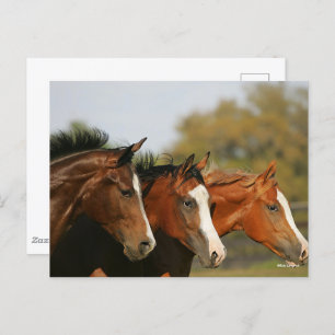 Carte Postale BTtrois quarts de chevaux en tête