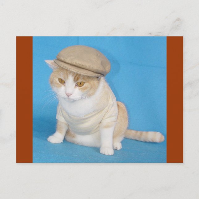 Carte Postale Bubba Kitty (Devant)