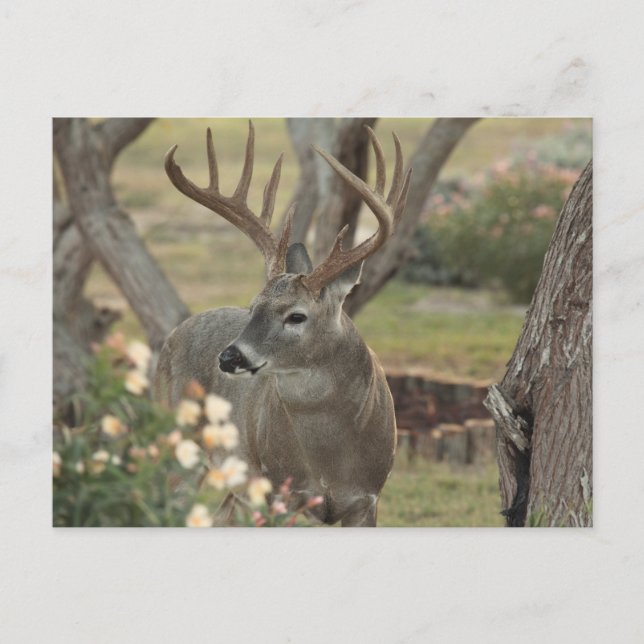 Carte Postale Buck (Devant)