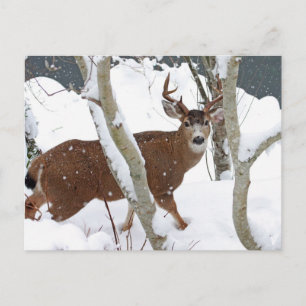 Carte Postale Buck de cerfs en neige en hiver