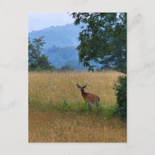 Carte Postale Buck debout dans un champ