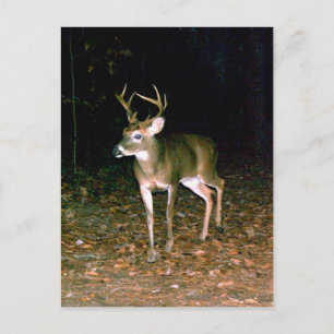 Carte Postale Buck Deer à queue blanche