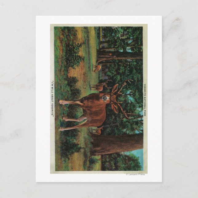 Carte Postale Buck Deer dans le parc national Yosemite (Devant)