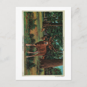 Carte Postale Buck Deer dans le parc national Yosemite