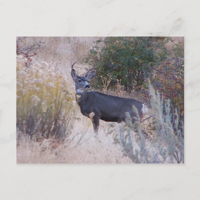 Carte Postale Buck Deer Postcard (Devant)
