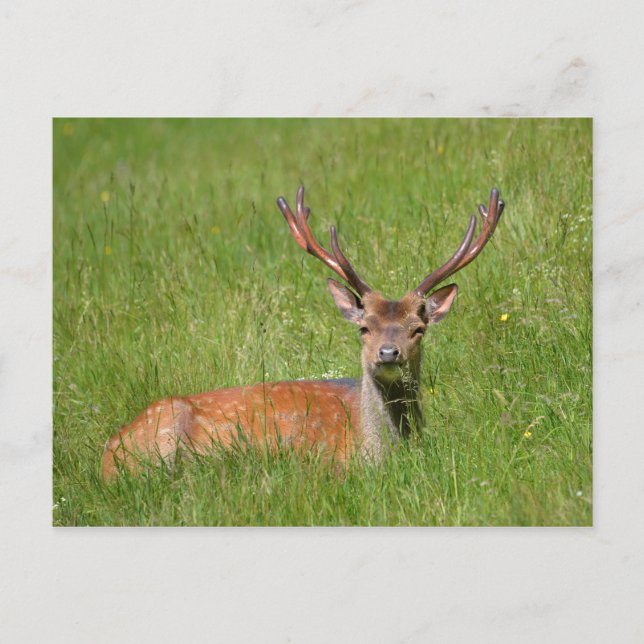 Carte Postale Buck en jachère cerf dans l'herbe (Devant)