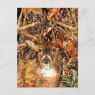 Carte Postale Buck in Camo White Tail Deer