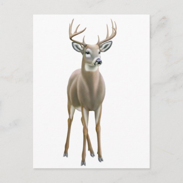 Carte postale Buck Whitetail (Devant)