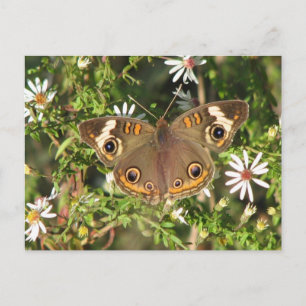 Carte postale Buckeye