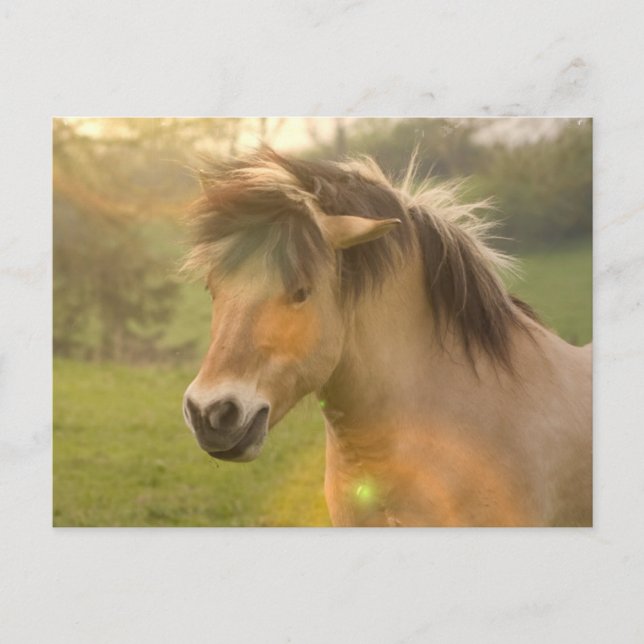 Carte postale Buckskin Pony (Devant)