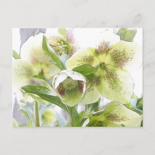Carte Postale Bud To Blossom - Hellebores blancs (Devant)
