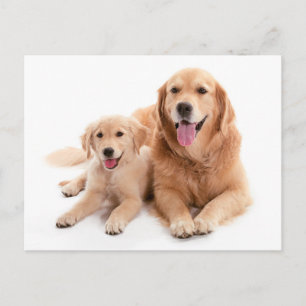 Carte Postale Buddies Golden Retriever