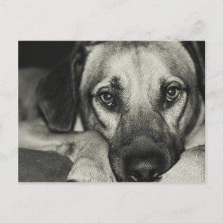 Carte Postale Buddy Postcard