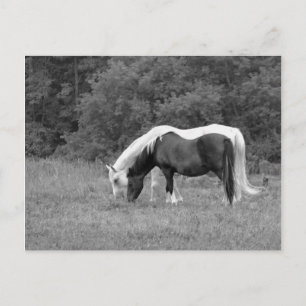 Carte Postale Buddy, s
