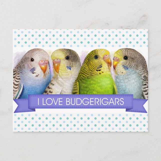 Carte Postale Budgerigars peinture réaliste (Devant)