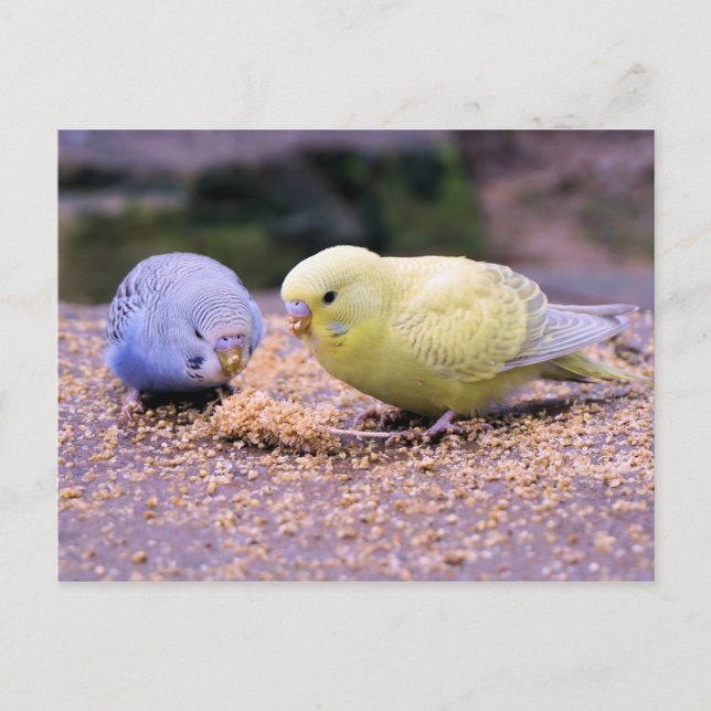 Carte Postale Budgie (Devant)