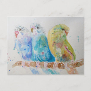 Carte Postale Budgie Aquarelle Peinture d'oiseau Budgies Aqua Tu